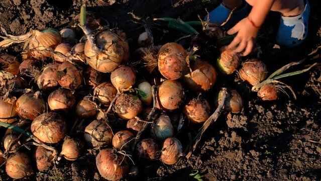 collects onions in a basket in the garden. Selective focus.