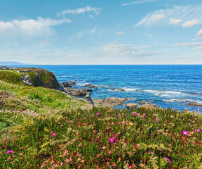Summer blossoming Atlantic coastline landscape with pink flowers (Spain).