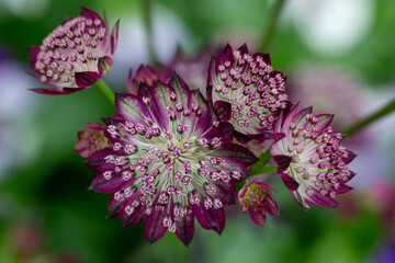 Delicate flowers of astrantia on a natural background. Gardening, landscaping.