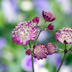 Delicate flowers of astrantia on a natural background. Gardening, landscaping.