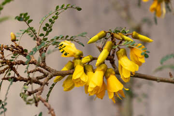 Large leaved kowhai or Sophora Tetraptera plant in Zurich in Switzerland