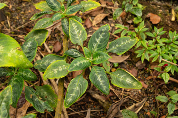 Impatiens Mackeyana plant in Zurich in Switzerland