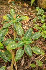 Impatiens Mackeyana plant in Zurich in Switzerland