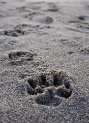 Dog paw print in beach sand