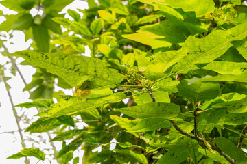 Carica Quercifolia plant in Zurich in Switzerland