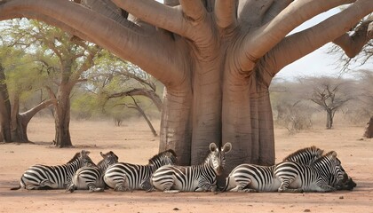 A Zebra Family Resting In The Shade Of A Baobab Tr