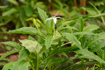Star of Bethlehem or Hippobroma Longiflora plant in Zurich in Switzerland