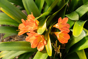 Natal lily or Clivia Miniata plant in Zurich in Switzerland