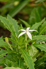 Star of Bethlehem or Hippobroma Longiflora plant in Zurich in Switzerland