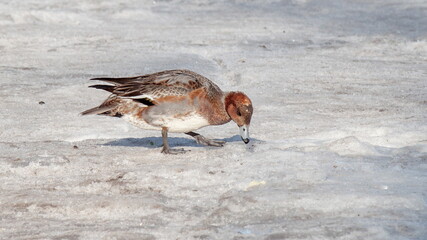 red billed gull