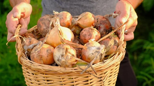 collects onions in a basket in the garden. Selective focus.