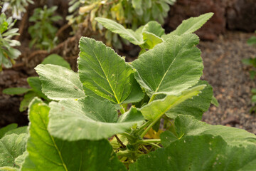 Salvia Broussonetii plant in Zurich in Switzerland