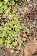 Pericallis Lanata plant in Zurich in Switzerland