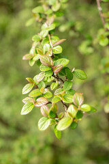 Cotoneaster Froebelii plant in Zurich in Switzerland