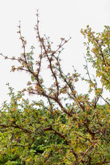 Tabaquillo or Polylepis Australis plant in Zurich in Switzerland