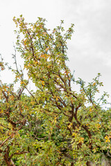 Tabaquillo or Polylepis Australis plant in Zurich in Switzerland