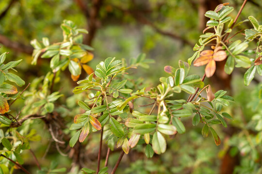 Tabaquillo or Polylepis Australis plant in Zurich in Switzerland