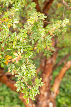 Tabaquillo or Polylepis Australis plant in Zurich in Switzerland