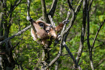 WHITE-HANDED GIBBON with offspring in the trees