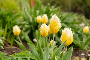 Tulipa Fosteriana flower in Zurich in Switzerland