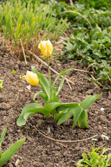 Tulipa Fosteriana flower in Zurich in Switzerland