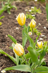 Tulipa Fosteriana flower in Zurich in Switzerland