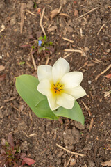 Tulipa Fosteriana flower in Zurich in Switzerland