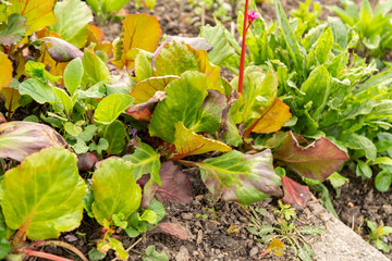 Elephants ears or Bergenia plant in Zurich in Switzerland