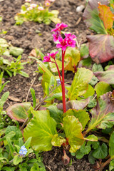 Elephants ears or Bergenia plant in Zurich in Switzerland