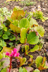 Elephants ears or Bergenia plant in Zurich in Switzerland