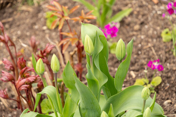 Tulip flowers in Zurich in Switzerland