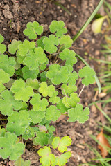 Geranium Renardii plant in Zurich in Switzerland