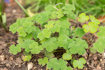 Geranium Renardii plant in Zurich in Switzerland