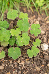 Geranium Renardii plant in Zurich in Switzerland