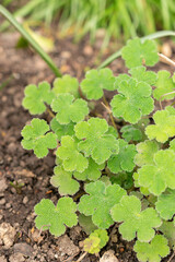 Geranium Renardii plant in Zurich in Switzerland