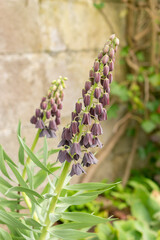 Fritillaria Persica plant in Zurich in Switzerland