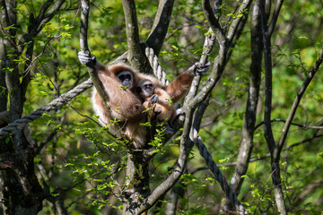 WHITE-HANDED GIBBON with offspring in the trees