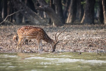 wild spotted deer drinking water from river.this photo was taken from Sundarbans National Park,Bangladesh.