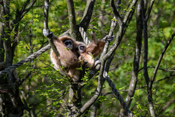 WHITE-HANDED GIBBON with offspring in the trees