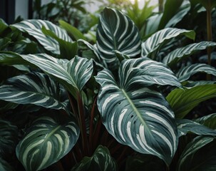 Green Calathea couture in the garden