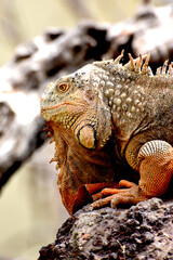 Portret legwana czerwonego