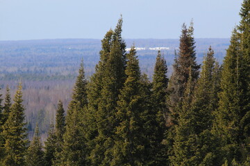 coniferous forests of northeastern Europe