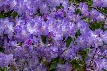 Rhododendron augustinii in full bloom as the spring progresses