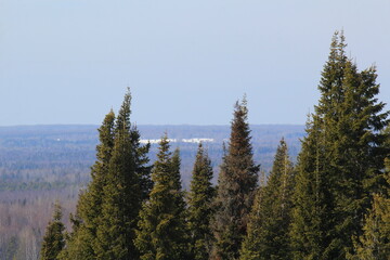 landscapes of the forests of northeastern Europe at the end of March on a sunny day