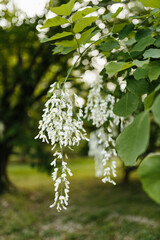 Beautiful white flowers with green leaves close-up. The American yellowwood tree is blooming in the park. Spring background. Summer landscape with trees and green meadow. Cladrastis kentuckea. Fabacea