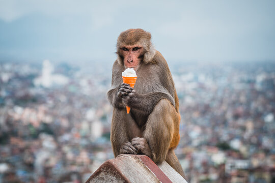 portrait of monkey eating an ice cream