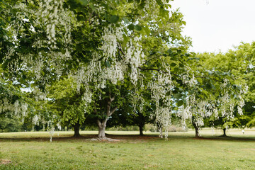 Beautiful white flowers with green leaves close-up. The American yellowwood tree is blooming in the park. Spring background. Summer landscape with trees and green meadow. Cladrastis kentuckea. Fabacea