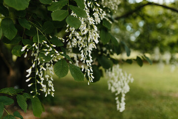 Beautiful white flowers with green leaves close-up. The American yellowwood tree is blooming in the park. Spring background. Summer landscape with trees and green meadow. Cladrastis kentuckea. Fabacea