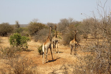 An African safari: Watching the majestic herds of giraffes in the savannah. A majestic picture of the herds of giraffes in the African savannah.  Pictures of wild life