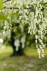 Fototapeta premium Beautiful white flowers with green leaves close-up. The American yellowwood tree is blooming in the park. Spring background. Summer landscape with trees and green meadow. Cladrastis kentuckea. Fabacea